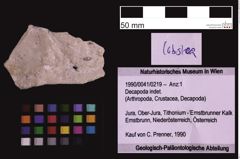 Foto (Objekt + Etiketten) von Decapoda indet. (NHMW-GEO-1990-0041-0219)